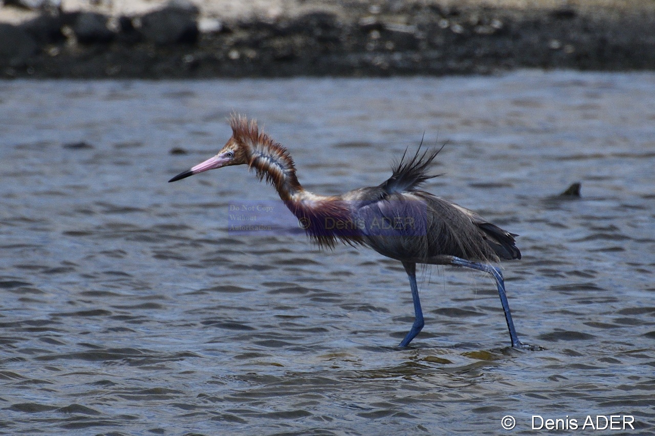 Egretta rufescens Aigrette roussatre reddish egret DSC_8120_00186_tn.jpg